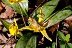 Dogtooth violet