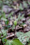 Dogtooth violet