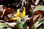 Dogtooth violet