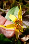 Dogtooth violet