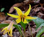 Dogtooth violet