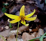 Dogtooth violet