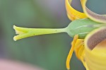 Dogtooth violet