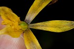 Dogtooth violet