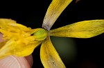 Dogtooth violet