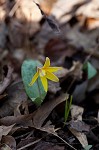 Yellow troutlily