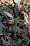 Yellow troutlily