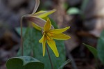 Yellow troutlily