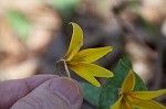 Yellow troutlily