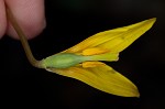 Yellow troutlily