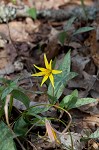 Yellow troutlily