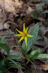 Yellow troutlily