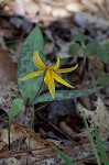 Yellow troutlily