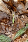 Yellow troutlily