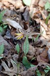 Yellow troutlily