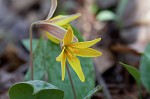 Yellow troutlily