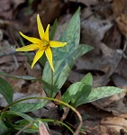 Yellow troutlily