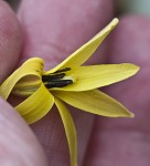 Dimpled troutlily