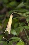 Dimpled troutlily