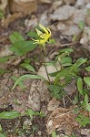 Dimpled troutlily