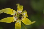 Dimpled troutlily