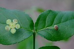 Strawberry bush <BR>Hearts-a-bustin'