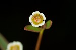 Curits' spurge