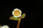 Curits' spurge