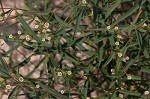 Curits' spurge