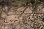 Curits' spurge