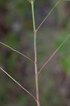 Curits' spurge