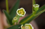 Curits' spurge