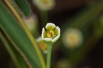 Curits' spurge