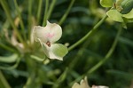 Cypress spurge