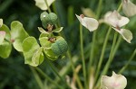 Cypress spurge