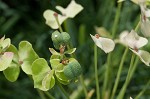 Cypress spurge