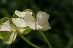 Cypress spurge