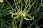 Cypress spurge