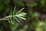 Cypress spurge