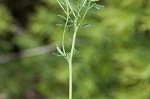 Cypress spurge