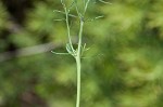 Cypress spurge