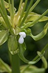 Cypress spurge