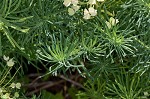 Cypress spurge