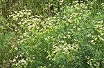 Cypress spurge