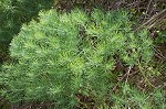 Cypress spurge