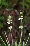 Cypress spurge