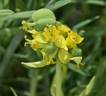 Cypress spurge