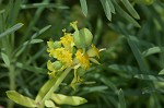 Cypress spurge