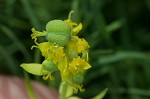 Cypress spurge