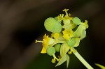 Cypress spurge